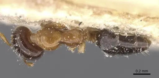 Myrmelachista ramulorum - CASENT0912343