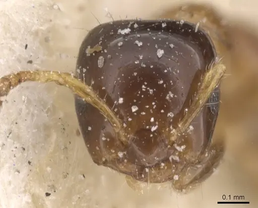 Myrmelachista ramulorum - CASENT0912343