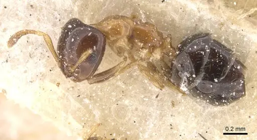 Myrmelachista ramulorum - CASENT0912343