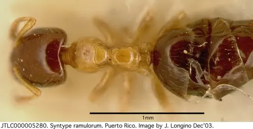 Myrmelachista ramulorum - JTLC000005280