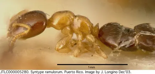 Myrmelachista ramulorum - JTLC000005280