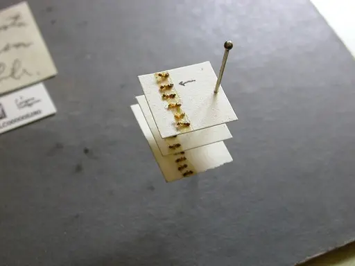 Myrmelachista ramulorum - JTLC000005280