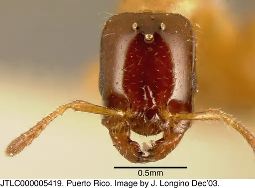 Myrmelachista ramulorum - JTLC000005419