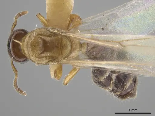 Myrmelachista ramulorum - LACMENT683228