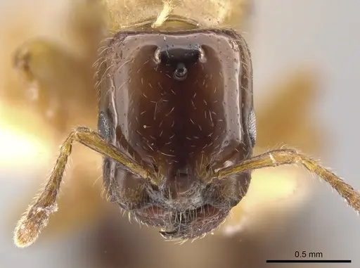 Myrmelachista ramulorum - LACMENT683228