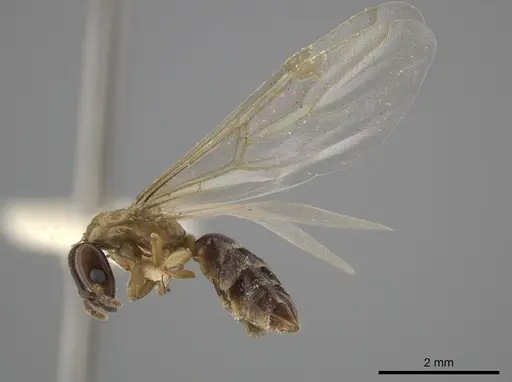 Myrmelachista ramulorum - LACMENT683228