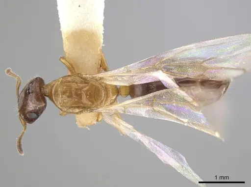 Myrmelachista ramulorum - LACMENT683871