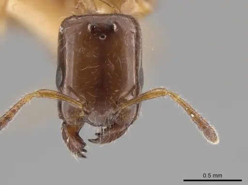 Myrmelachista ramulorum - LACMENT683871