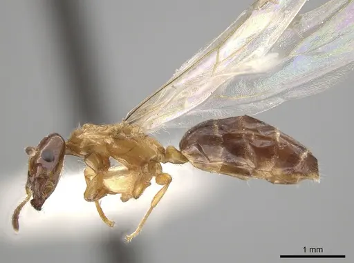 Myrmelachista ramulorum - LACMENT683871