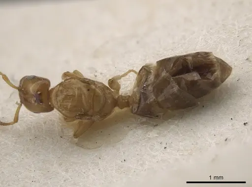 Myrmelachista ramulorum - MCZ-ENT00022935