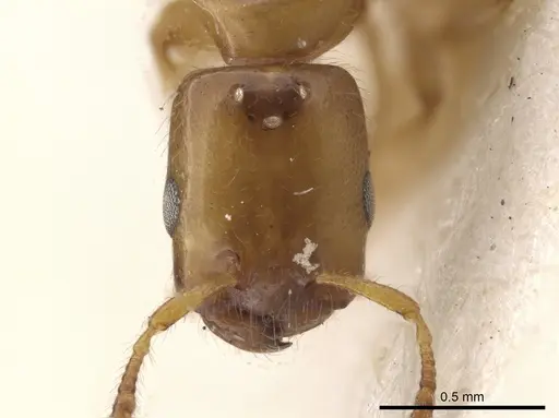 Myrmelachista ramulorum - MCZ-ENT00022935