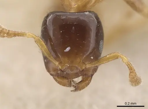 Myrmelachista ramulorum - MCZ-ENT00022935