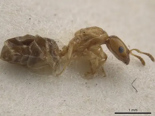 Myrmelachista ramulorum - MCZ-ENT00022935