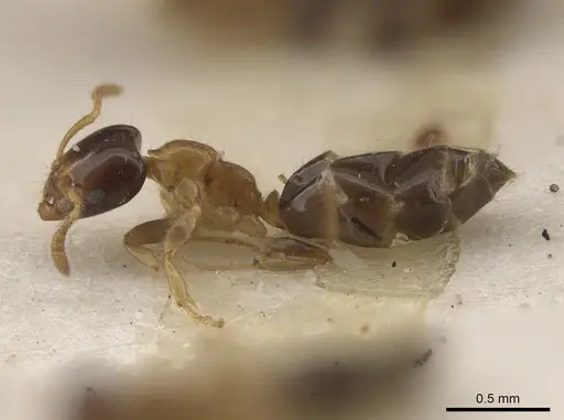 Myrmelachista ramulorum - MCZ-ENT00022935