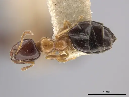 Myrmelachista ramulorum - MCZ-ENT00685654