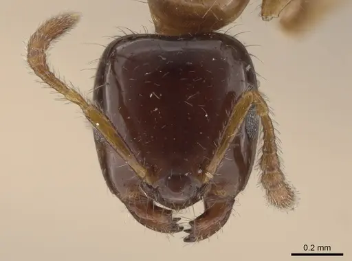 Myrmelachista ramulorum - MCZ-ENT00685654