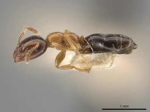 Myrmelachista ramulorum - MCZ-ENT00685654