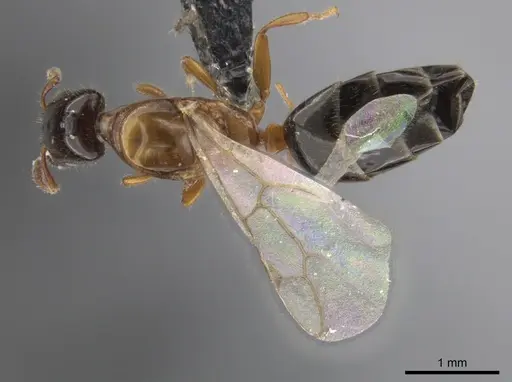 Myrmelachista ramulorum - UPRM-INVCOL-8326