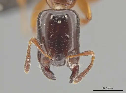 Myrmelachista ramulorum - UPRM-INVCOL-8326