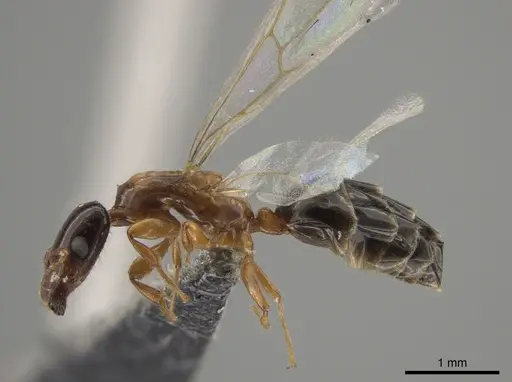 Myrmelachista ramulorum - UPRM-INVCOL-8326