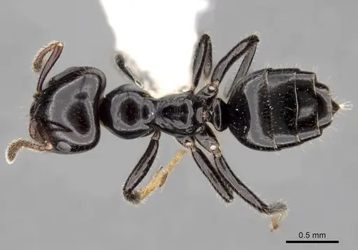 Myrmelachista reclusi specimen