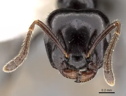 Myrmelachista reclusi specimen