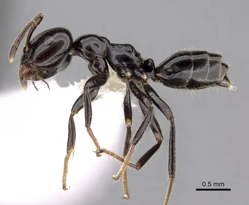 Myrmelachista reclusi specimen