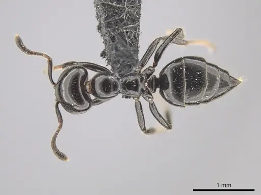 Myrmelachista reclusi - CASENT0647468