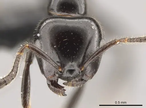 Myrmelachista reclusi - CASENT0647468