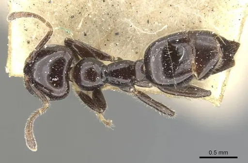 Myrmelachista reclusi - CASENT0909926