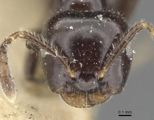 Myrmelachista reclusi - CASENT0909926