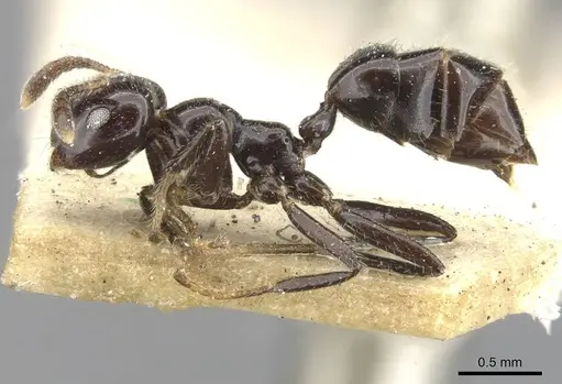 Myrmelachista reclusi - CASENT0909926