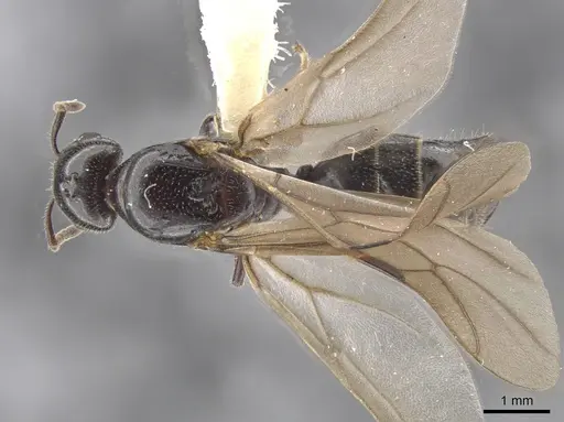 Myrmelachista reclusi - JTLC000002846