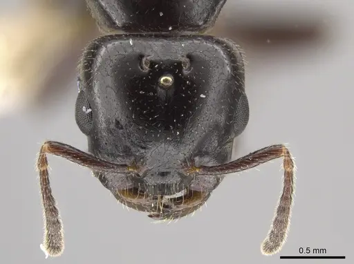 Myrmelachista reclusi - JTLC000002846