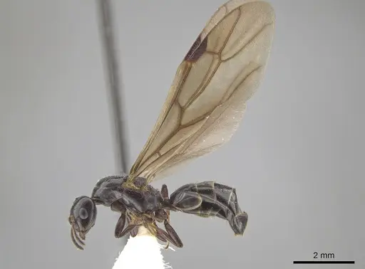 Myrmelachista reclusi - JTLC000002846