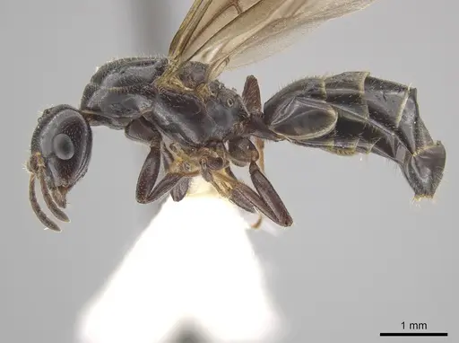 Myrmelachista reclusi - JTLC000002846