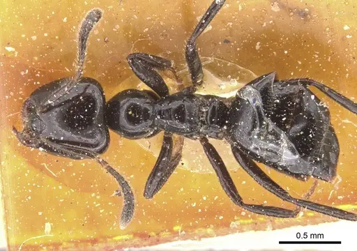 Myrmelachista reichenspergeri specimen