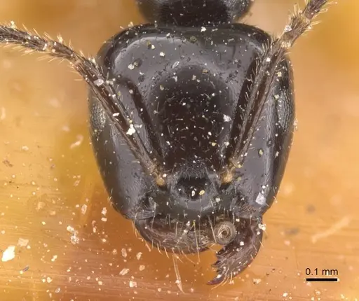 Myrmelachista reichenspergeri specimen