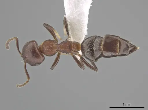 Myrmelachista reticulata specimen