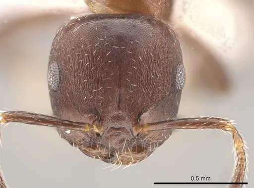 Myrmelachista reticulata specimen