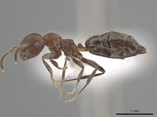 Myrmelachista reticulata specimen