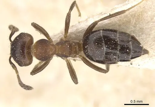 Myrmelachista reticulata - CASENT0912345