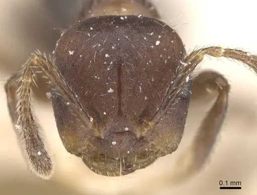 Myrmelachista reticulata - CASENT0912345