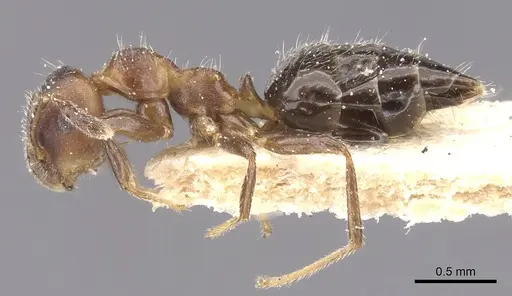 Myrmelachista reticulata - CASENT0912345