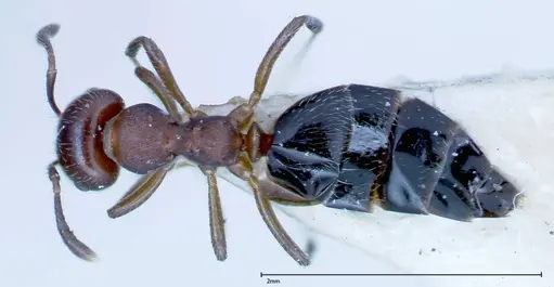 Myrmelachista reticulata - FOCOL0148