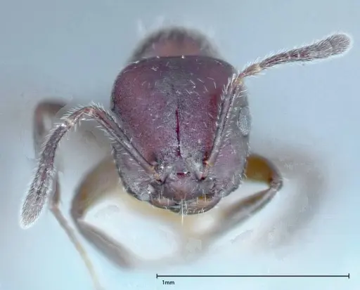 Myrmelachista reticulata - FOCOL0148