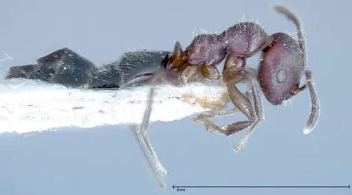 Myrmelachista reticulata - FOCOL0148