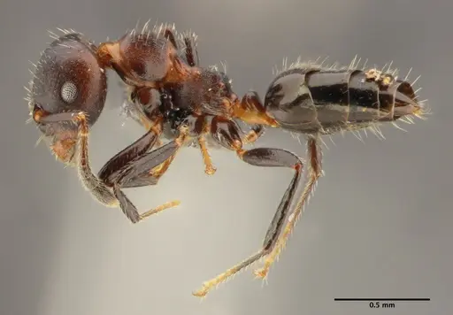 Myrmelachista reticulata - UFV-LABECOL-000276