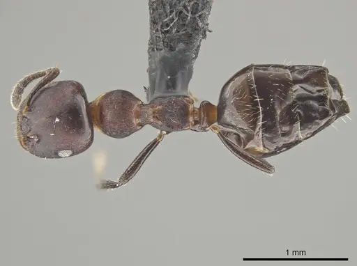 Myrmelachista reticulata - UFV-LABECOL-002722