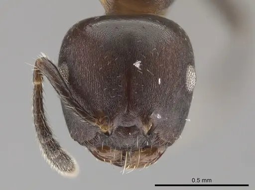 Myrmelachista reticulata - UFV-LABECOL-002722